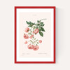 Rosier by Aster