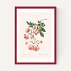 Rosier by Aster