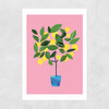 Meyer Lemon Tree Unframed Print