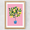 Meyer Lemon Tree Wide Oak Frame