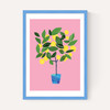 Meyer Lemon Tree