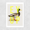 Ey Up Duck Unframed Print