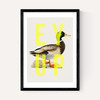 Ey Up Duck