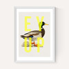 Ey Up Duck