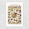 Nos bons Petits Oiseaux Unframed Print