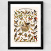 Nos bons Petits Oiseaux Wide Black Frame