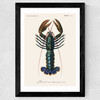 Homard Wide Black Frame