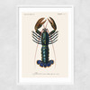 Homard