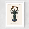 Homard