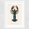 Homard Wide White Frame