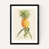 Ananas by Aster