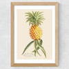 Ananas by Aster Wide Oak Frame