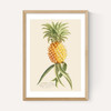 Ananas by Aster