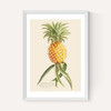 Ananas by Aster