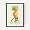 Ananas by Aster