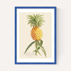 Ananas by Aster