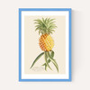 Ananas by Aster