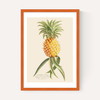 Ananas by Aster