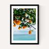 Amalfi Coast Oranges