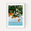 Amalfi Coast Oranges
