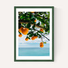 Amalfi Coast Oranges