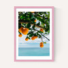 Amalfi Coast Oranges