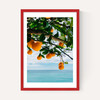 Amalfi Coast Oranges