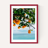 Amalfi Coast Oranges