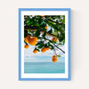 Amalfi Coast Oranges