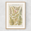 Some Nothern Ferns Narrow Oak Frame
