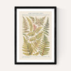 Some Nothern Ferns