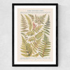 Some Nothern Ferns Medium Black Frame