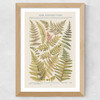 Some Nothern Ferns Wide Oak Frame