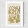 Some Nothern Ferns Medium White Frame