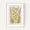 Some Nothern Ferns