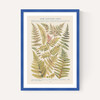 Some Nothern Ferns