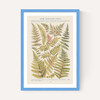 Some Nothern Ferns