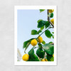 Amalfi Coast Lemons Unframed Print