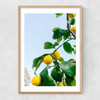 Amalfi Coast Lemons Narrow Oak Frame