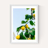 Amalfi Coast Lemons