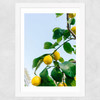 Amalfi Coast Lemons Wide White Frame