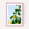 Amalfi Coast Lemons