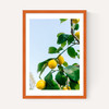 Amalfi Coast Lemons