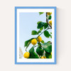 Amalfi Coast Lemons
