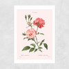 Rosa Semperflorens Unframed Print