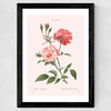 Rosa Semperflorens Wide Black Frame