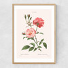 Rosa Semperflorens Narrow Oak Frame