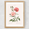 Rosa Semperflorens Wide Oak Frame