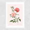Rosa Semperflorens Narrow White Frame