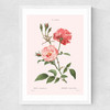 Rosa Semperflorens Medium White Frame